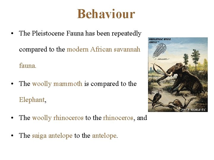 Behaviour • The Pleistocene Fauna has been repeatedly compared to the modern African savannah