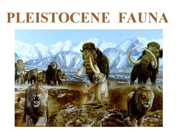 PLEISTOCENE FAUNA 