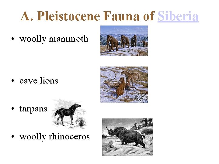 A. Pleistocene Fauna of Siberia • woolly mammoth • cave lions • tarpans •