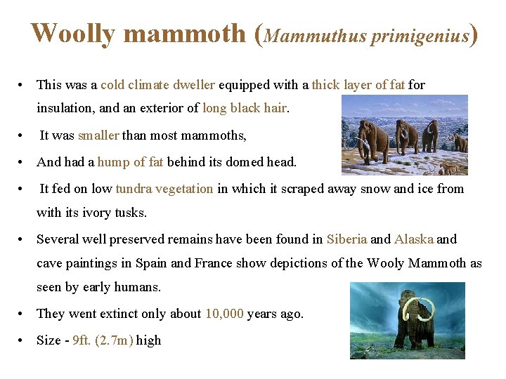 Woolly mammoth (Mammuthus primigenius) • This was a cold climate dweller equipped with a