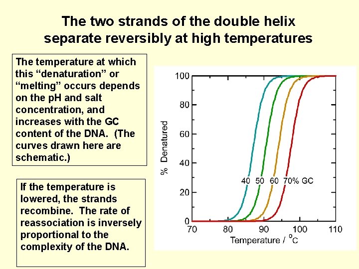 The two strands of the double helix separate reversibly at high temperatures The temperature