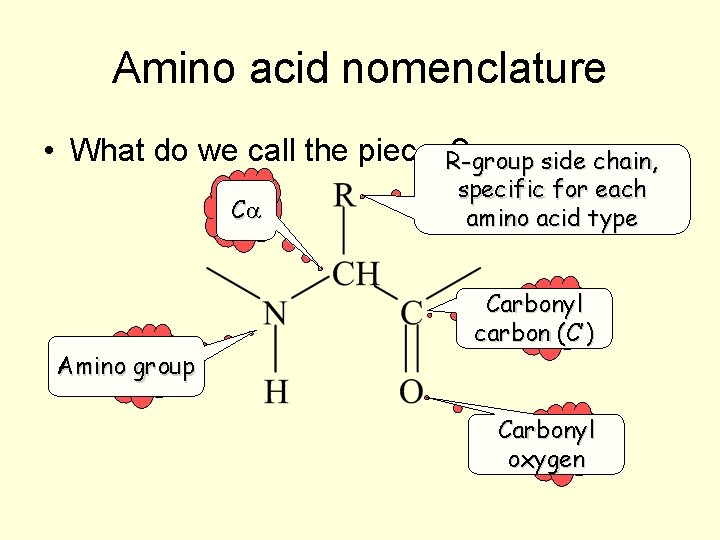 Amino acid nomenclature • What do we call the pieces? R-group side chain, ?