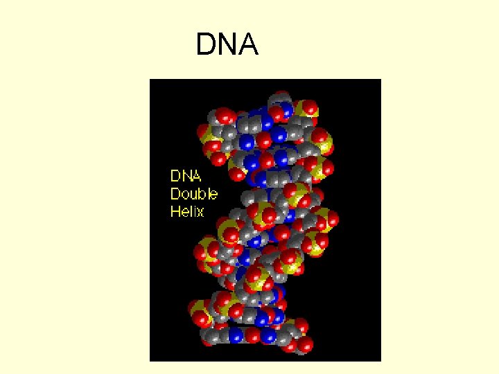 DNA 