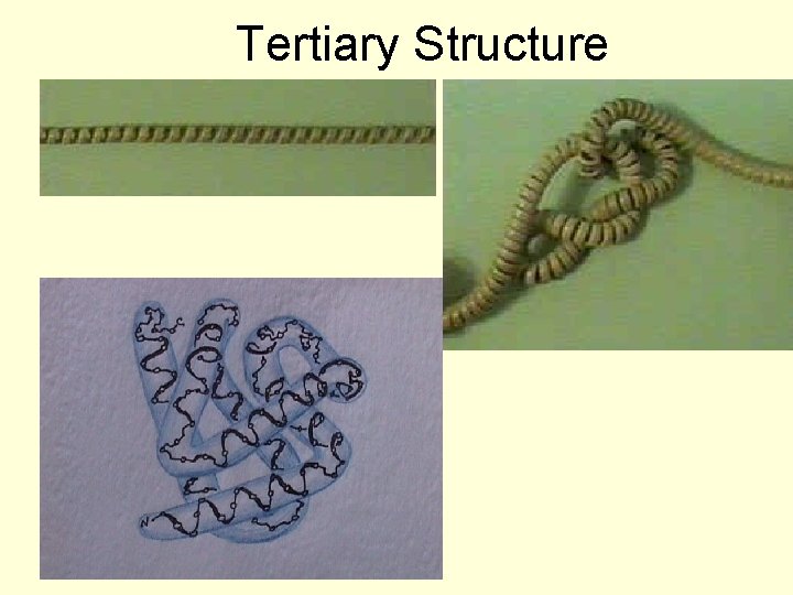 Tertiary Structure 