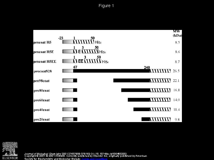 Figure 1 Journal of Biological Chemistry 2001 27637909 -37915 DOI: (10. 1074/jbc. M 105483200)