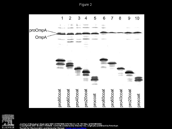 Figure 2 Journal of Biological Chemistry 2001 27637909 -37915 DOI: (10. 1074/jbc. M 105483200)