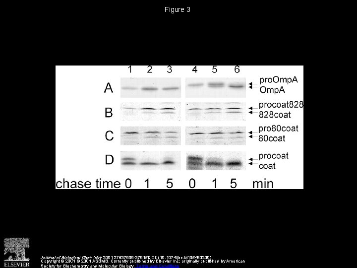 Figure 3 Journal of Biological Chemistry 2001 27637909 -37915 DOI: (10. 1074/jbc. M 105483200)