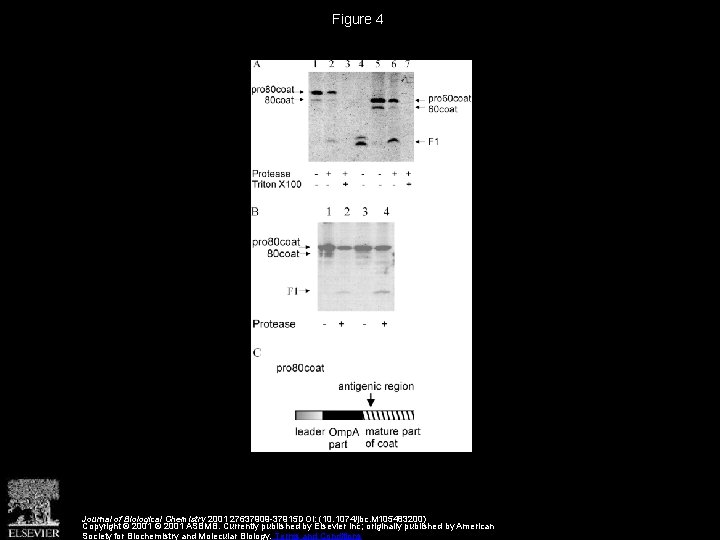 Figure 4 Journal of Biological Chemistry 2001 27637909 -37915 DOI: (10. 1074/jbc. M 105483200)