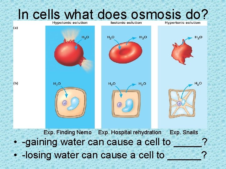 In cells what does osmosis do? Exp. Finding Nemo Exp. Hospital rehydration Exp. Snails