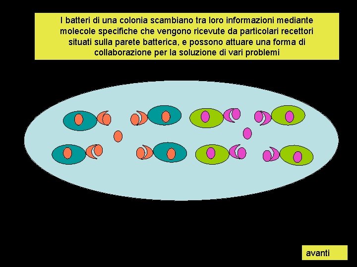 I batteri di una colonia scambiano tra loro informazioni mediante molecole specifiche vengono ricevute