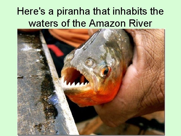 Here's a piranha that inhabits the waters of the Amazon River 