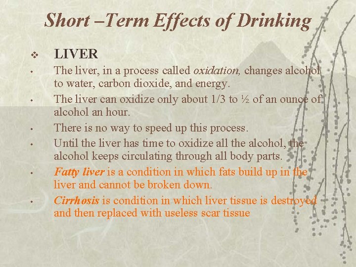 Short –Term Effects of Drinking v • • • LIVER The liver, in a