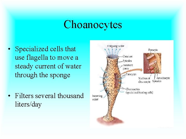 Choanocytes • Specialized cells that use flagella to move a steady current of water