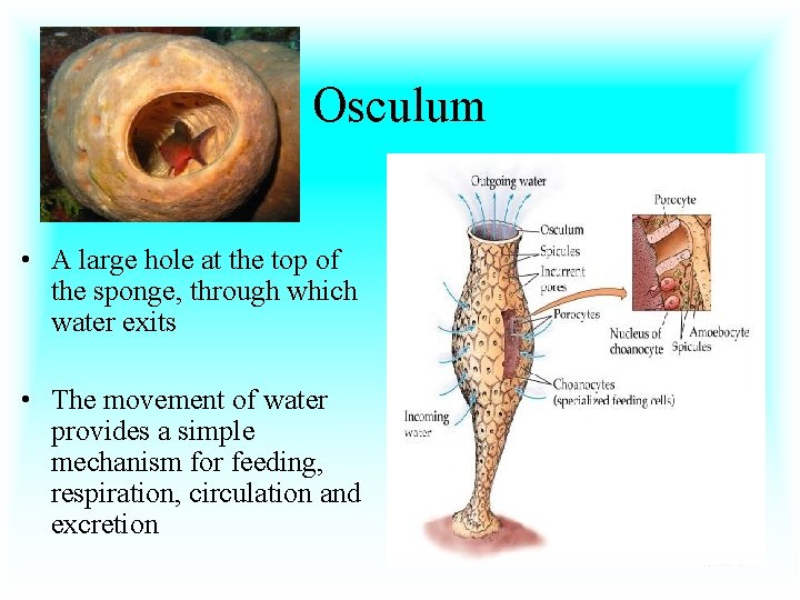 Osculum • A large hole at the top of the sponge, through which water