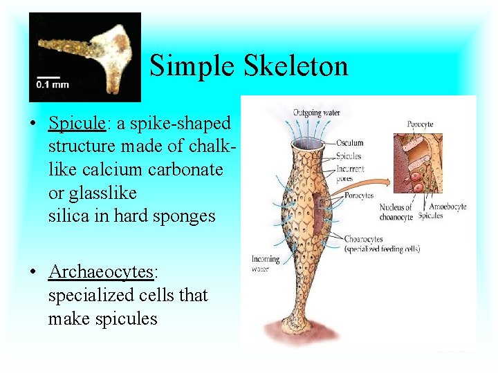 Simple Skeleton • Spicule: a spike-shaped structure made of chalklike calcium carbonate or glasslike