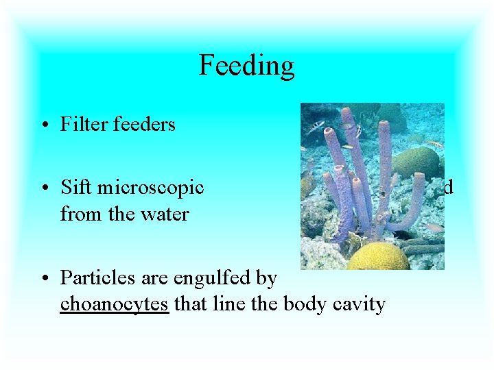 Feeding • Filter feeders • Sift microscopic from the water • Particles are engulfed