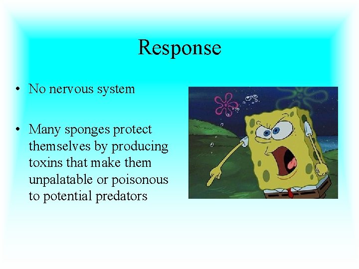 Response • No nervous system • Many sponges protect themselves by producing toxins that