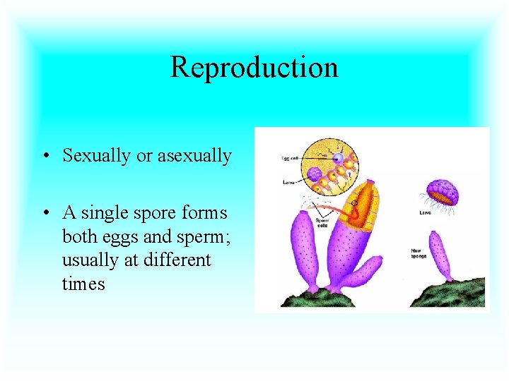 Reproduction • Sexually or asexually • A single spore forms both eggs and sperm;