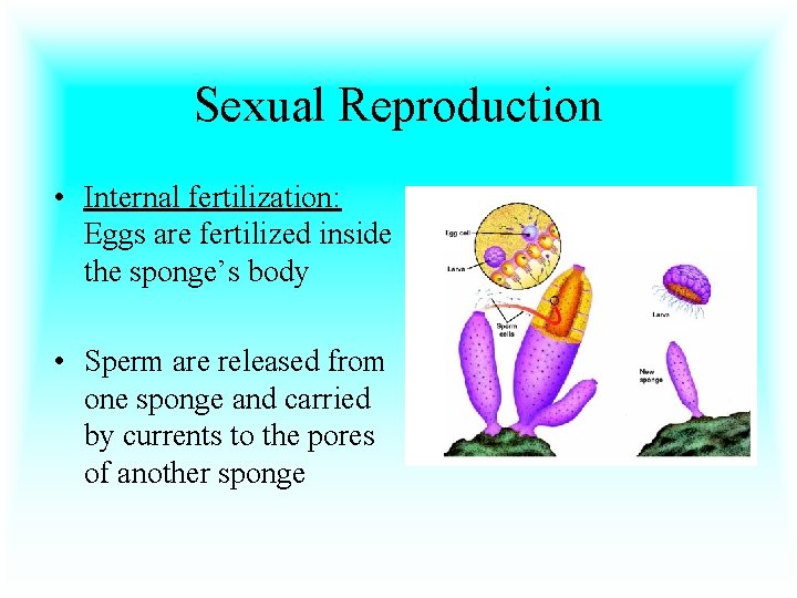 Sexual Reproduction • Internal fertilization: Eggs are fertilized inside the sponge’s body • Sperm