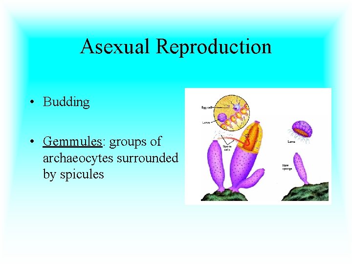 Asexual Reproduction • Budding • Gemmules: groups of archaeocytes surrounded by spicules 