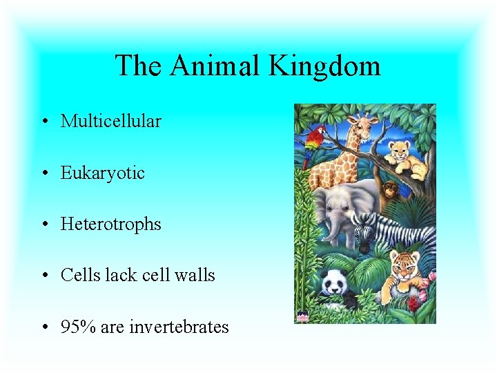 The Animal Kingdom • Multicellular • Eukaryotic • Heterotrophs • Cells lack cell walls