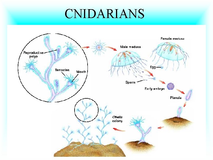 CNIDARIANS 