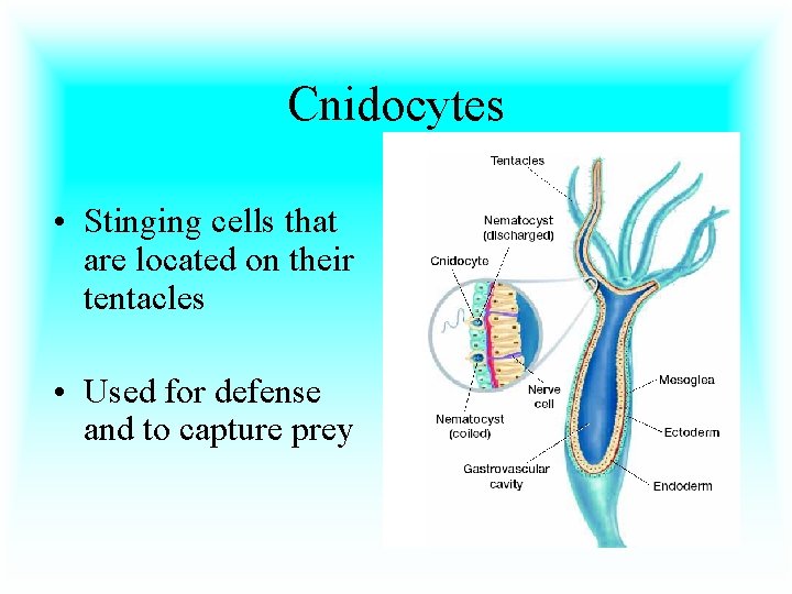 Cnidocytes • Stinging cells that are located on their tentacles • Used for defense