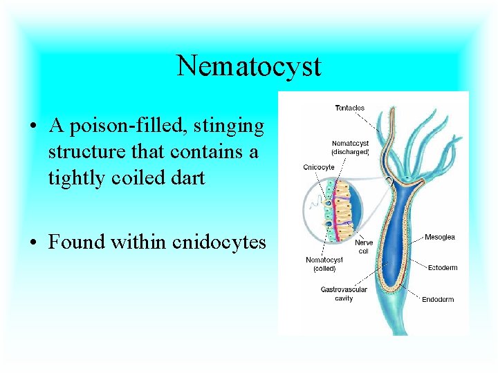 Nematocyst • A poison-filled, stinging structure that contains a tightly coiled dart • Found