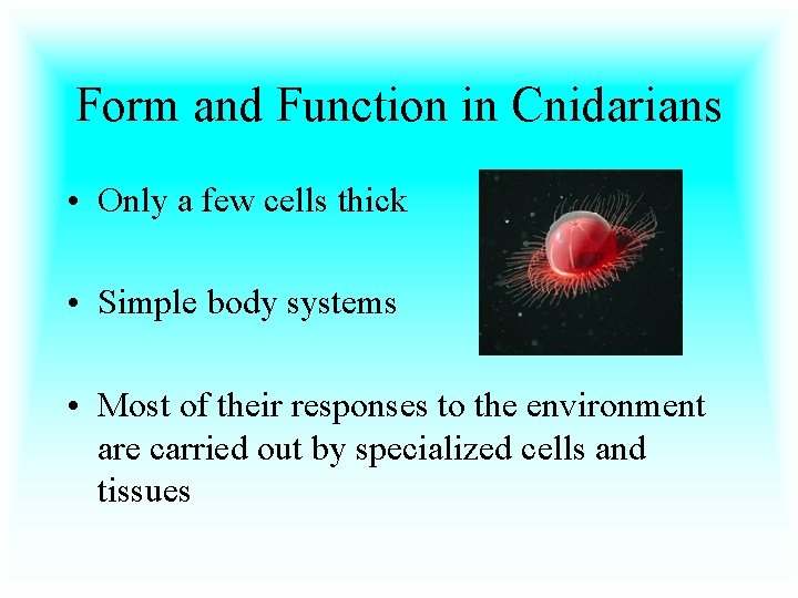 Form and Function in Cnidarians • Only a few cells thick • Simple body