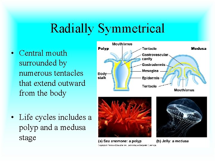 Radially Symmetrical • Central mouth surrounded by numerous tentacles that extend outward from the