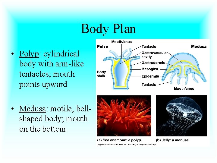 Body Plan • Polyp: cylindrical body with arm-like tentacles; mouth points upward • Medusa: