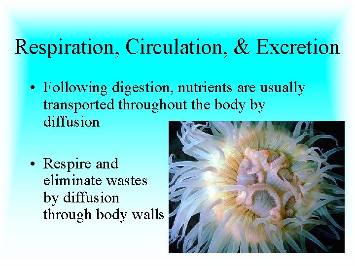 Respiration, Circulation, & Excretion • Following digestion, nutrients are usually transported throughout the body