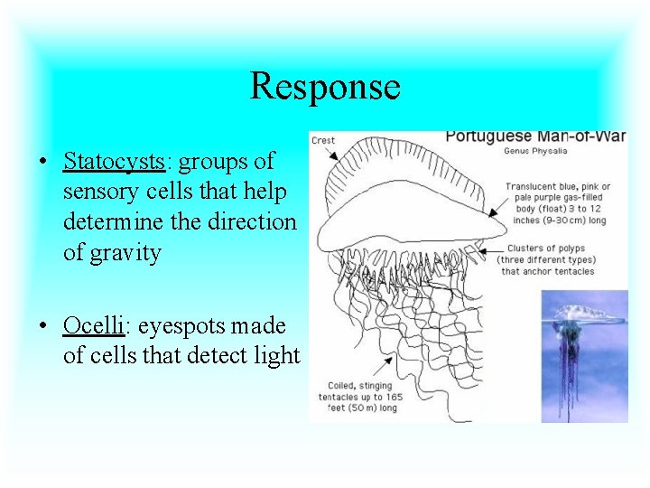 Response • Statocysts: groups of sensory cells that help determine the direction of gravity