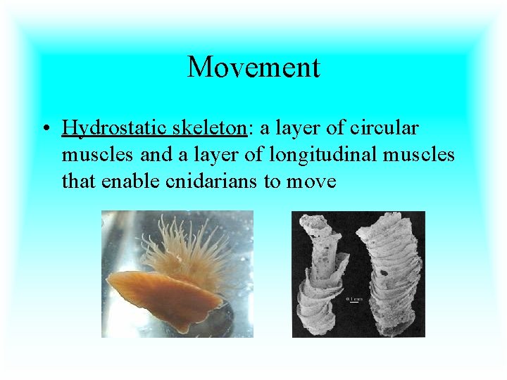 Movement • Hydrostatic skeleton: a layer of circular muscles and a layer of longitudinal