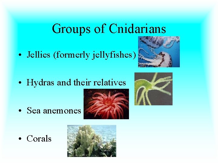 Groups of Cnidarians • Jellies (formerly jellyfishes) • Hydras and their relatives • Sea