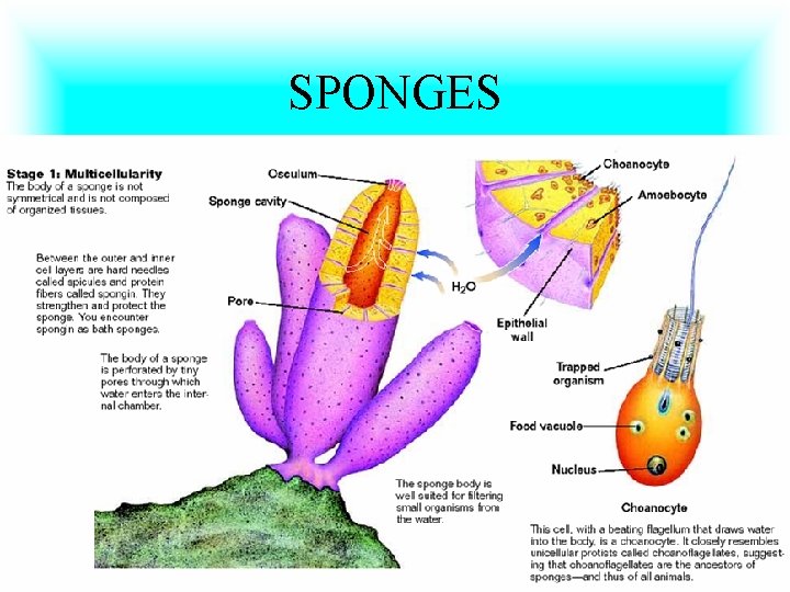 SPONGES 