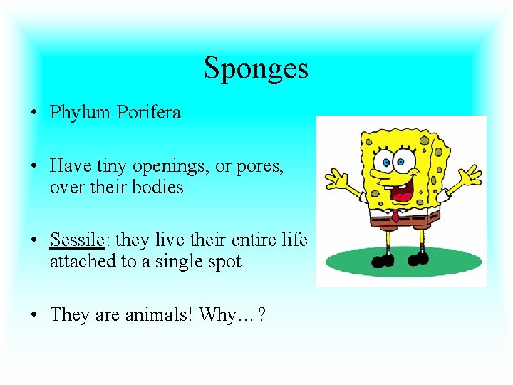 Sponges • Phylum Porifera • Have tiny openings, or pores, over their bodies •