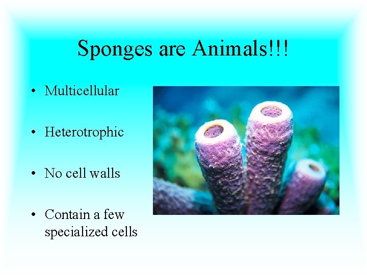 Sponges are Animals!!! • Multicellular • Heterotrophic • No cell walls • Contain a