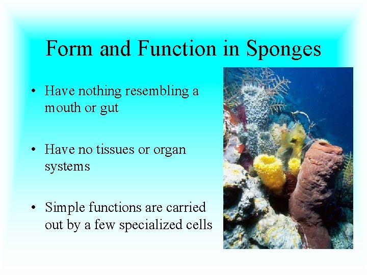 Form and Function in Sponges • Have nothing resembling a mouth or gut •