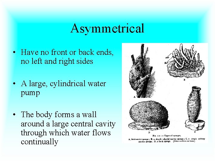 Asymmetrical • Have no front or back ends, no left and right sides •