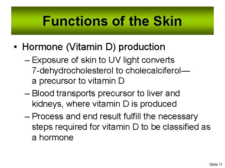 Functions of the Skin • Hormone (Vitamin D) production – Exposure of skin to