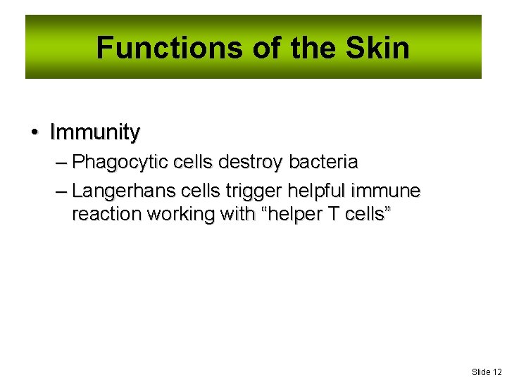 Functions of the Skin • Immunity – Phagocytic cells destroy bacteria – Langerhans cells