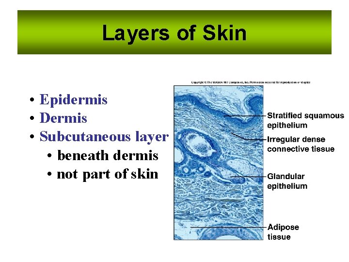 Layers of Skin • Epidermis • Dermis • Subcutaneous layer • beneath dermis •