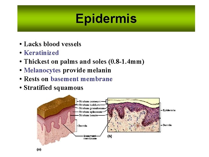 Epidermis • Lacks blood vessels • Keratinized • Thickest on palms and soles (0.