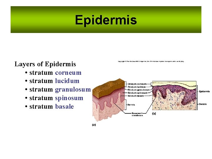 Epidermis Layers of Epidermis • stratum corneum • stratum lucidum • stratum granulosum •