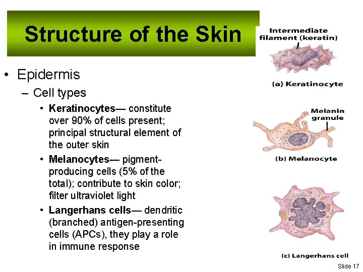 Structure of the Skin • Epidermis – Cell types • Keratinocytes— constitute over 90%