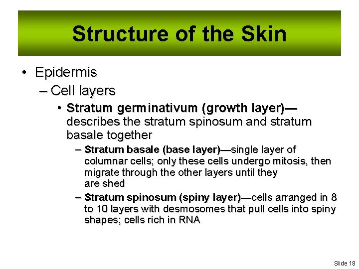 Structure of the Skin • Epidermis – Cell layers • Stratum germinativum (growth layer)—