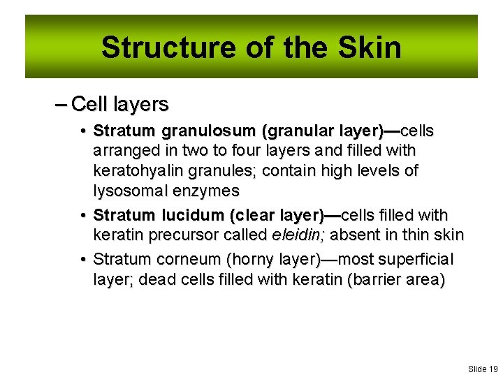 Structure of the Skin – Cell layers • Stratum granulosum (granular layer)—cells arranged in