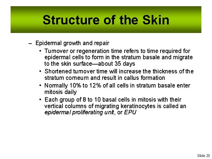 Structure of the Skin – Epidermal growth and repair • Turnover or regeneration time