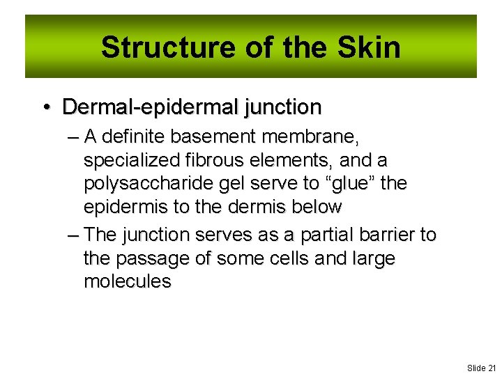Structure of the Skin • Dermal-epidermal junction – A definite basement membrane, specialized fibrous